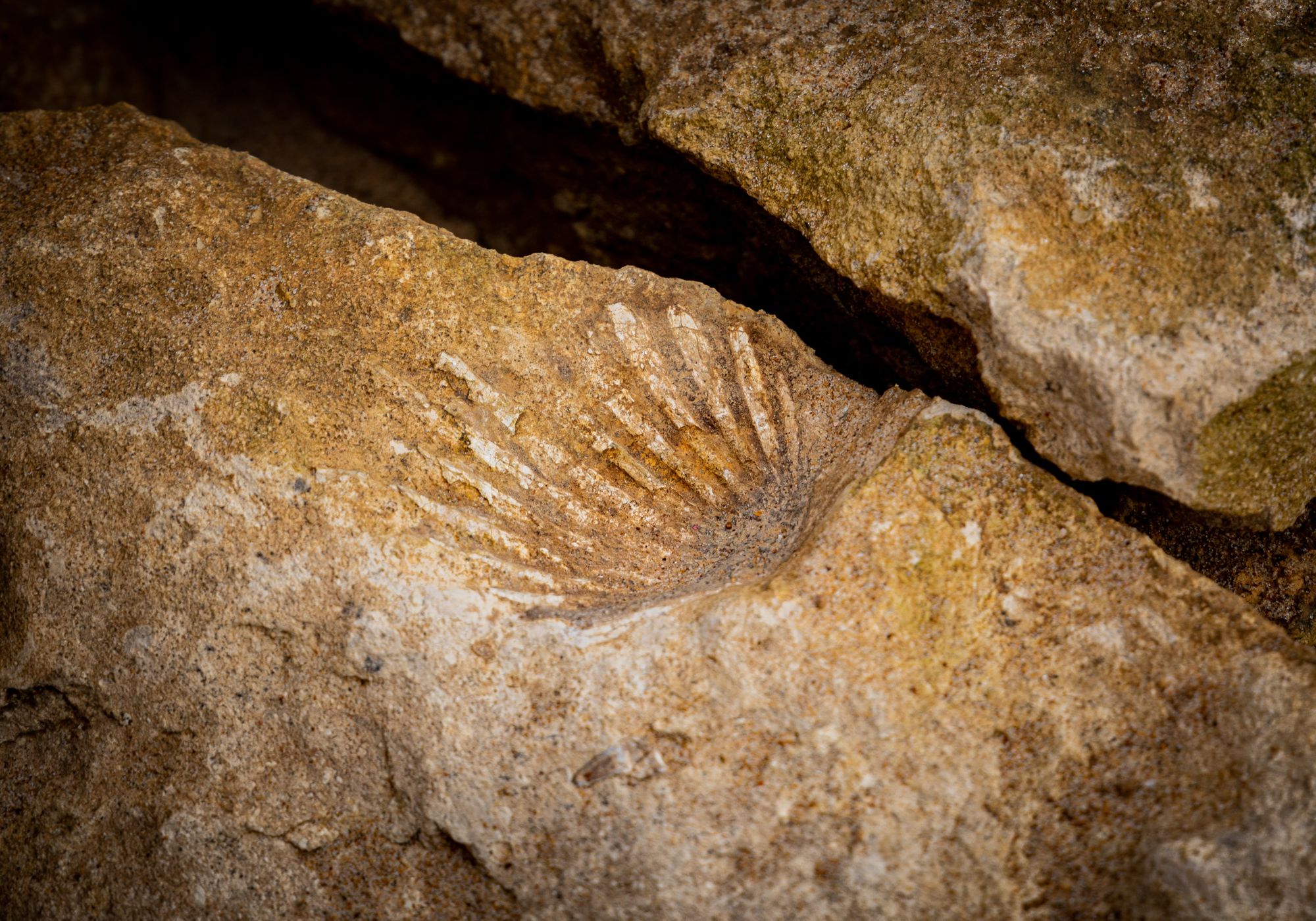 Byla nalezena fosílie nejstaršího organismu na Zemi. Stará je 3,4 miliardy let