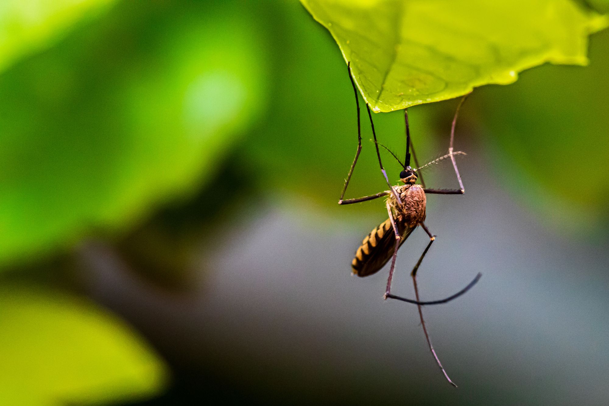 Lék proti plasmodiím, způsobujícím malárii, má zastavit schopnost parazitů unikat imunitní odpovědi člověka
