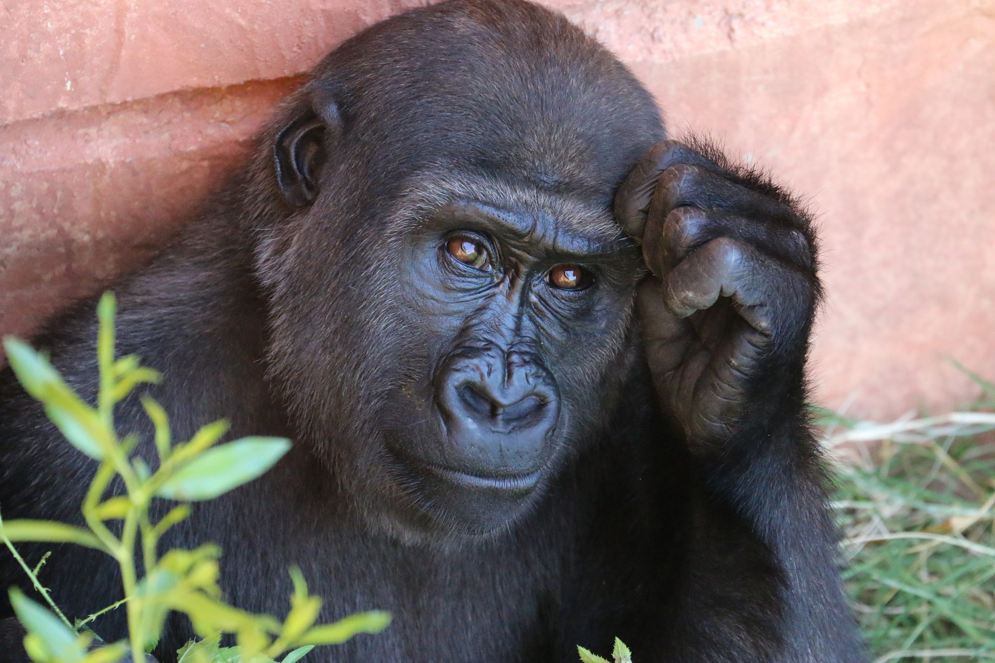 Nepokoje mezi šimpanzi a gorilami ve volné přírodě