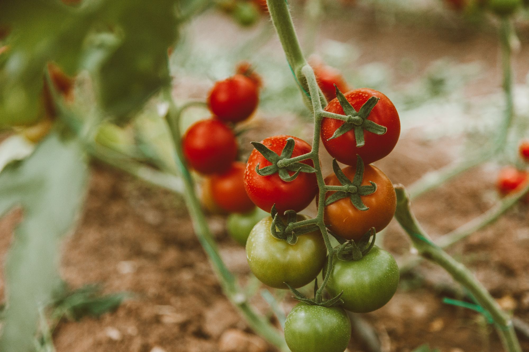 Plody rajčete varují zbytek rostliny při napadení hmyzem