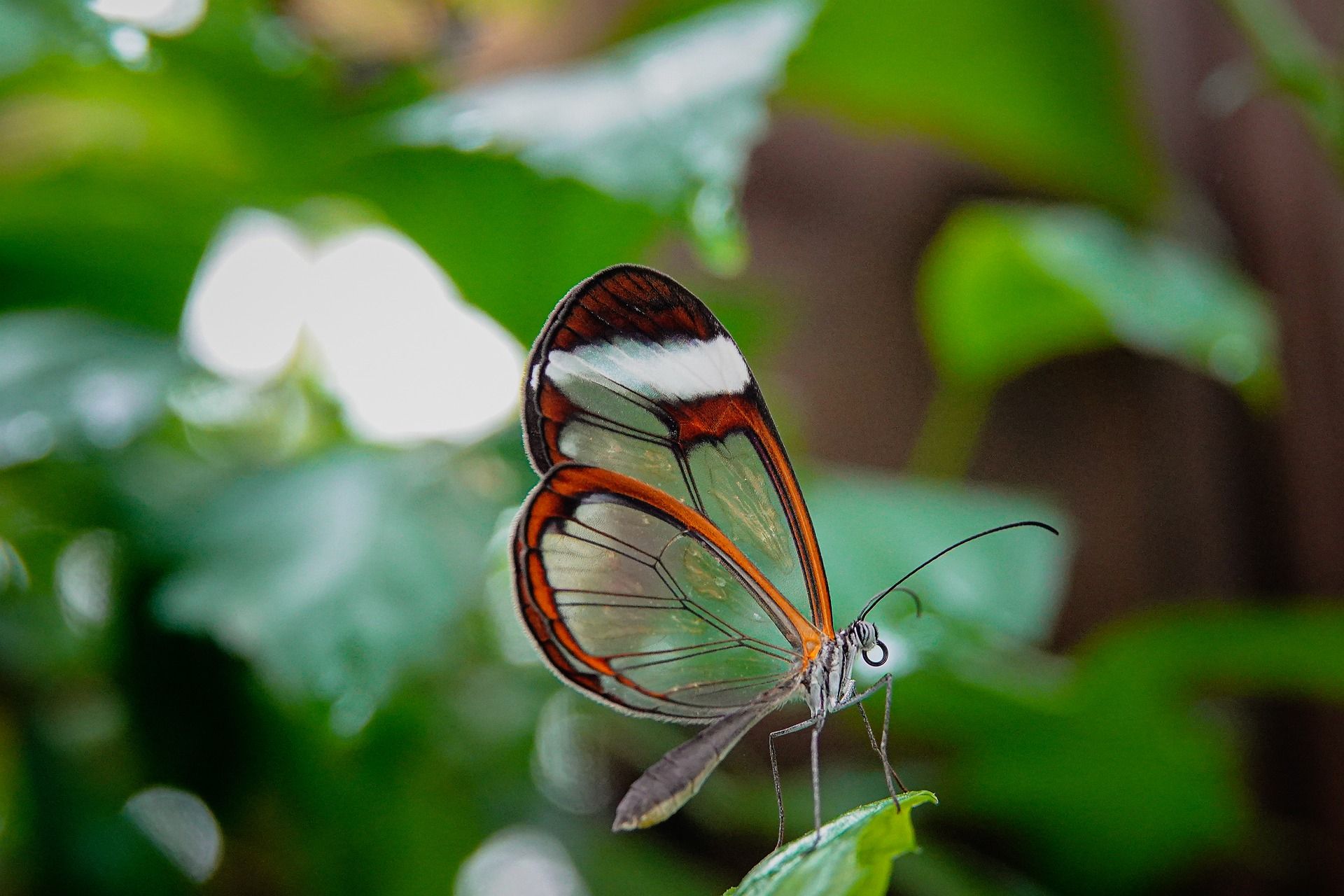 Téměř neviditelný motýl s průhlednými křídly – vědci odhalili jeho tajemství
