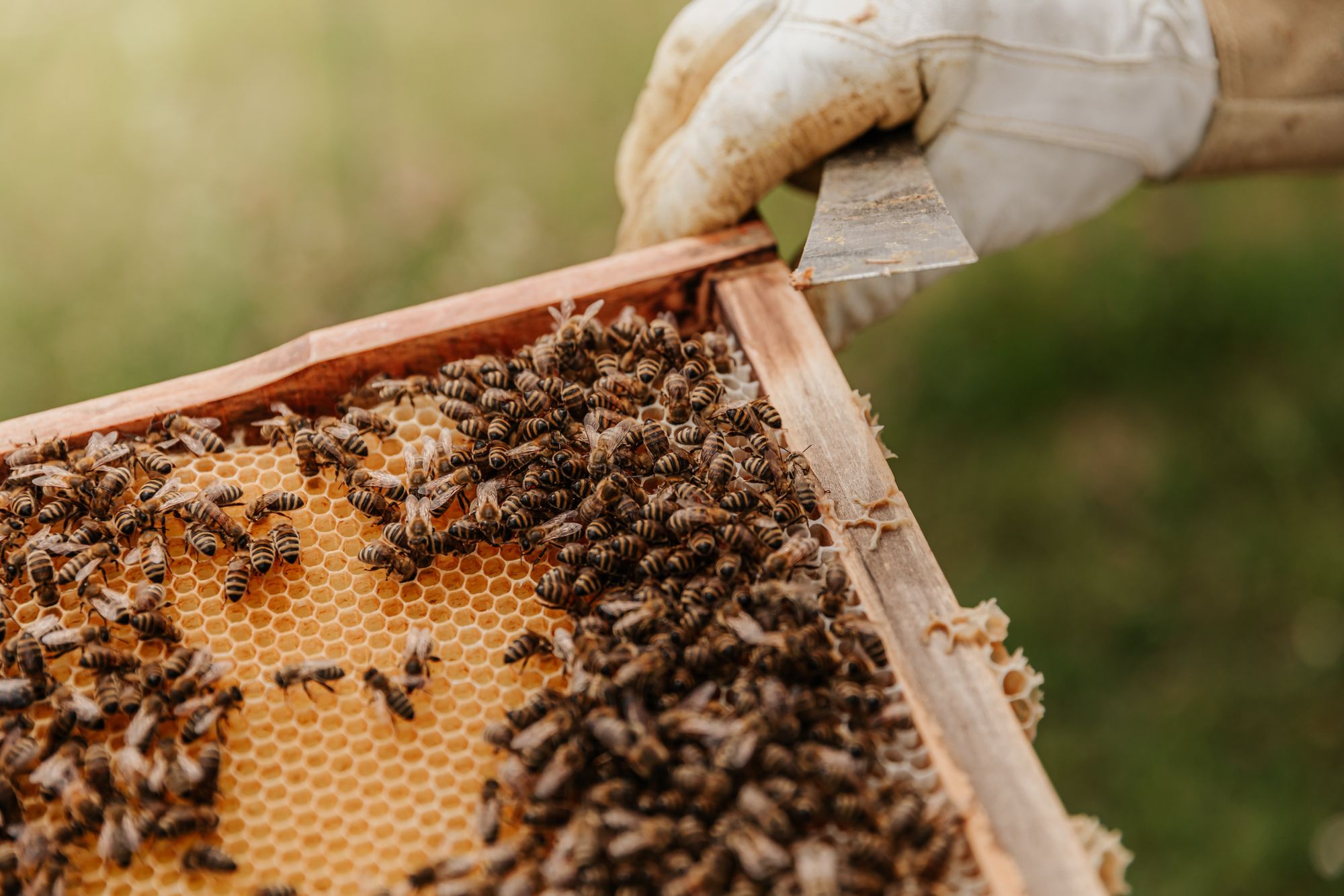 Zemědělství má mnohem větší dopad na populaci včel, než se dosud předpokládalo