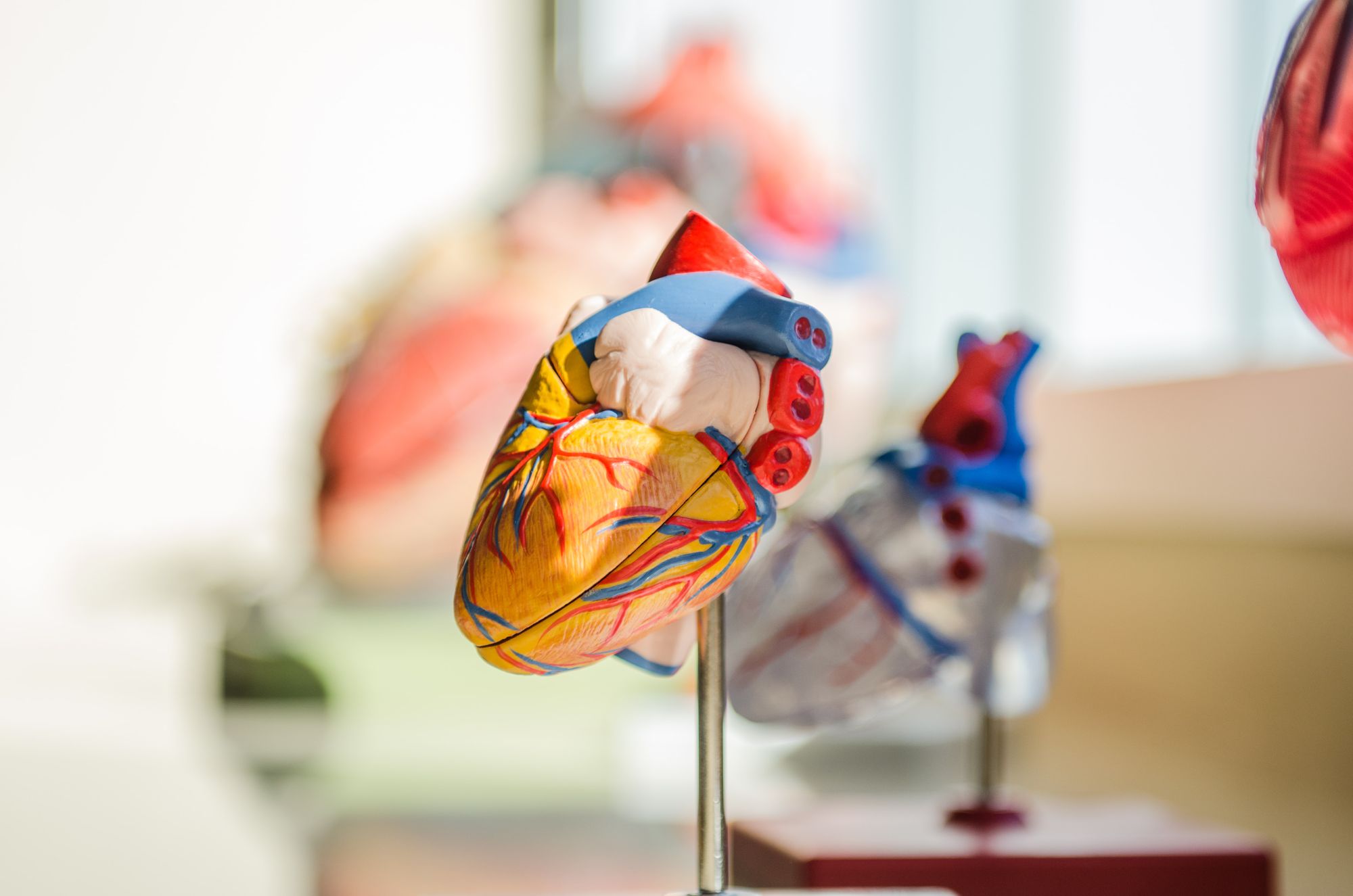 Dánským vědcům se podařilo objasnit podstatu náhlých srdečních příhod