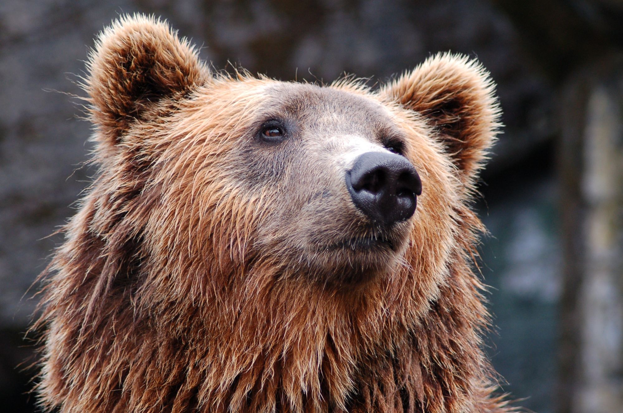 Zkoumání mikrobiomu divokých medvědů může pomoci v boji proti antibiotické rezistenci
