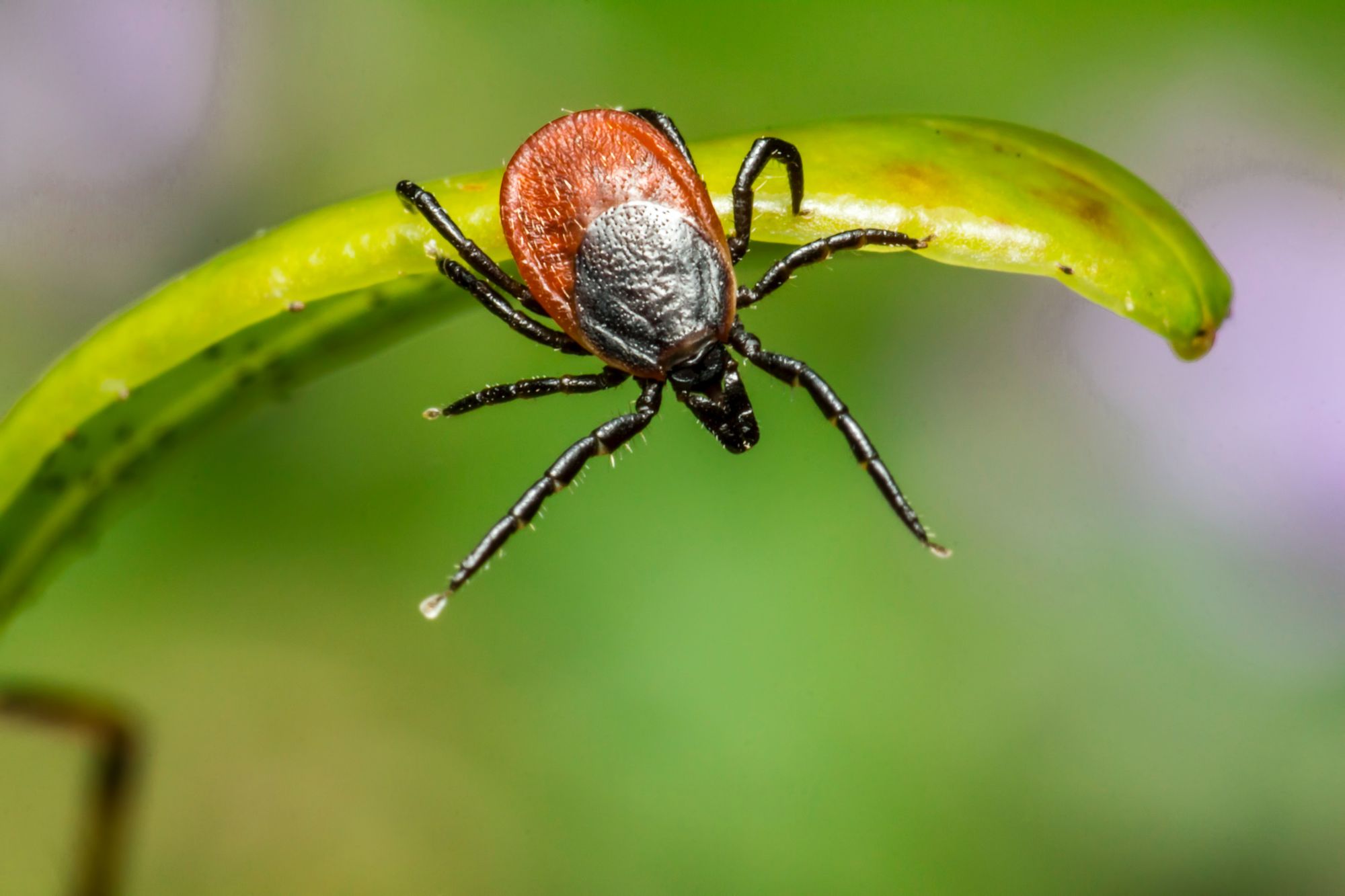 Boreliózu by mohlo účinněji léčit zapomenuté antibiotikum