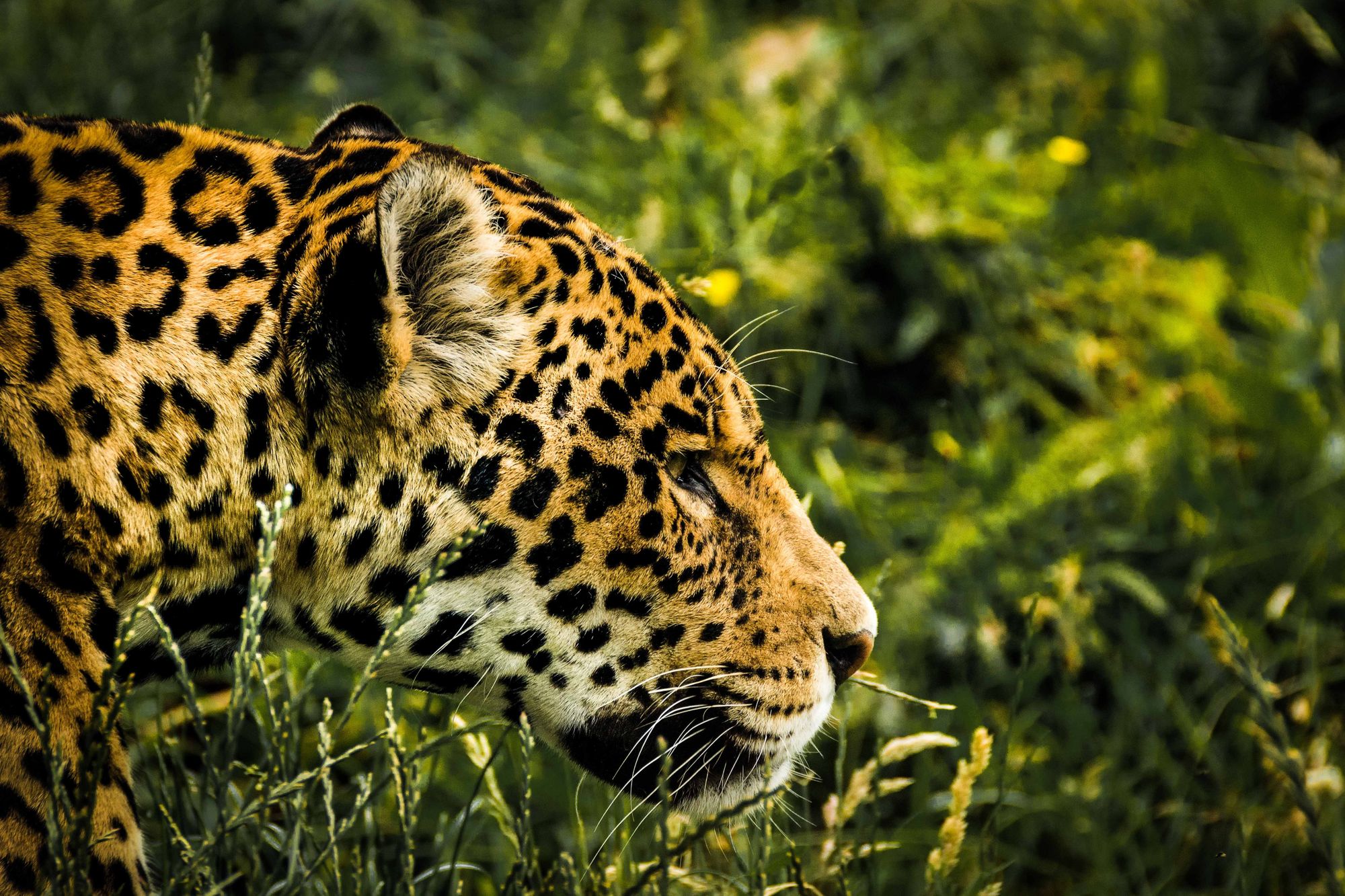 Brazilské mokřady křižují jaguáři, živí se tam rybami