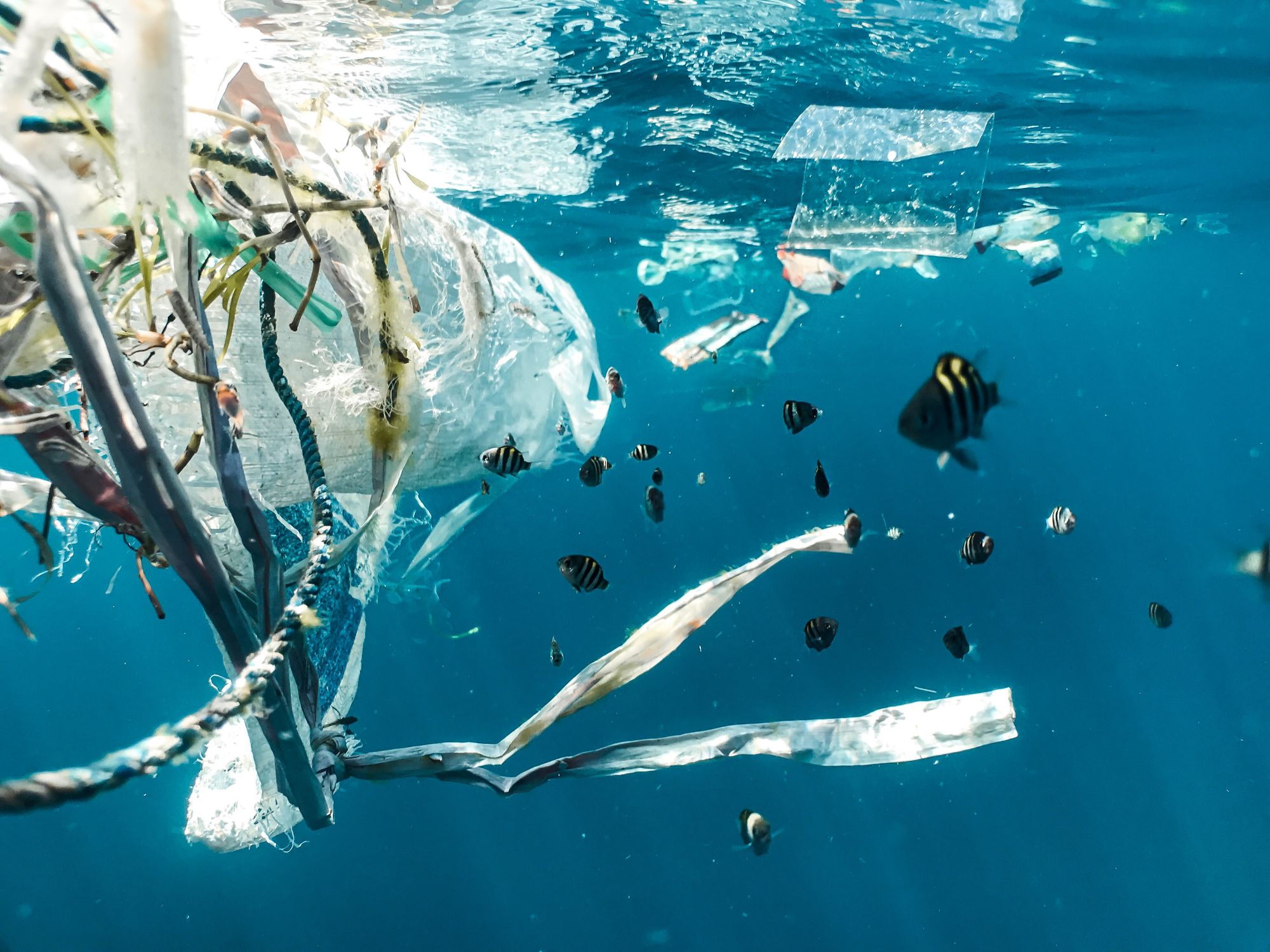 Čeští vědci vyvinuli mikrorobota, který může pomoci zbavit světové vody mikroplastů