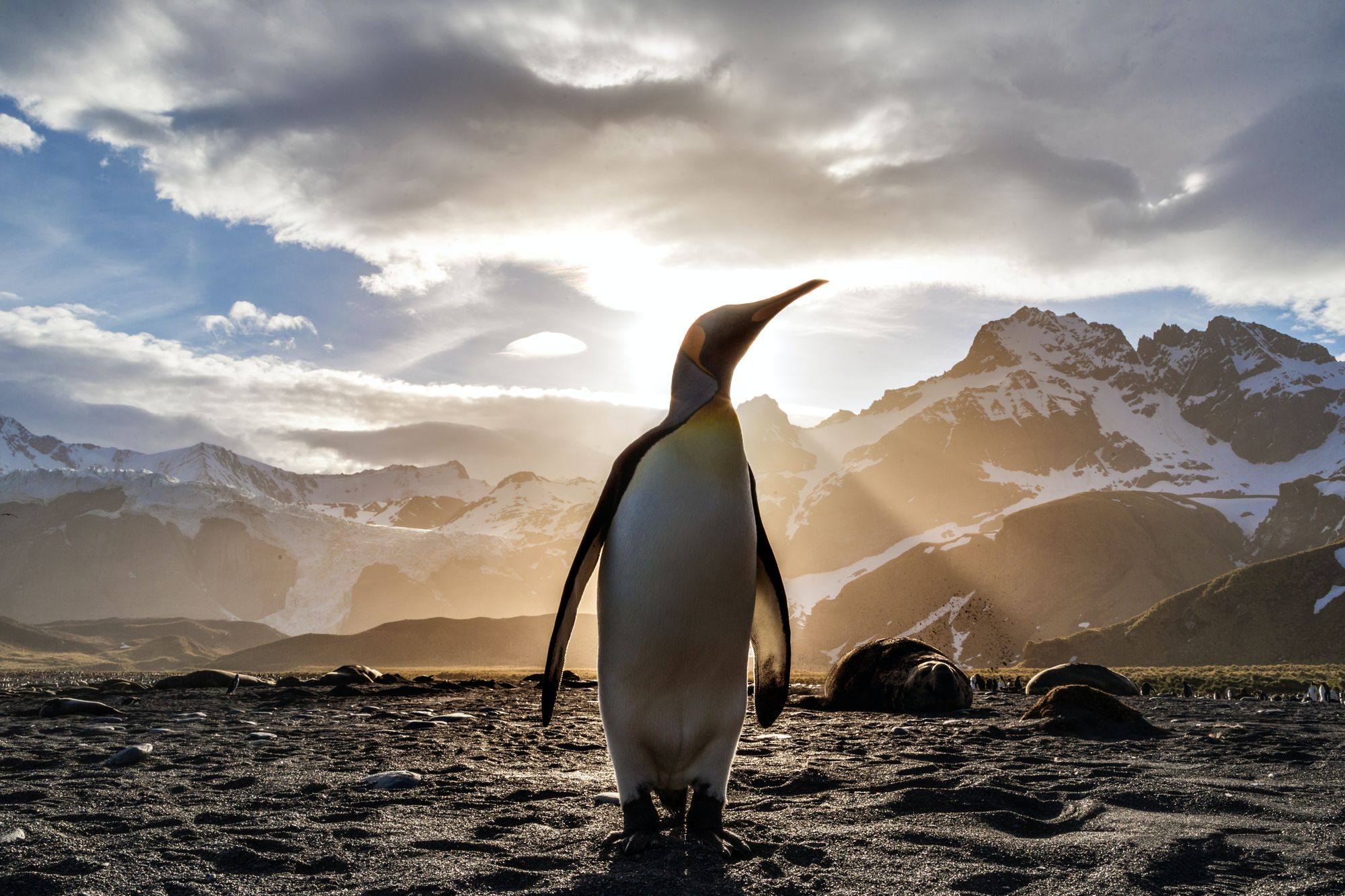 Fosilie gigantického tučňáka nalezena na Novém Zélandu