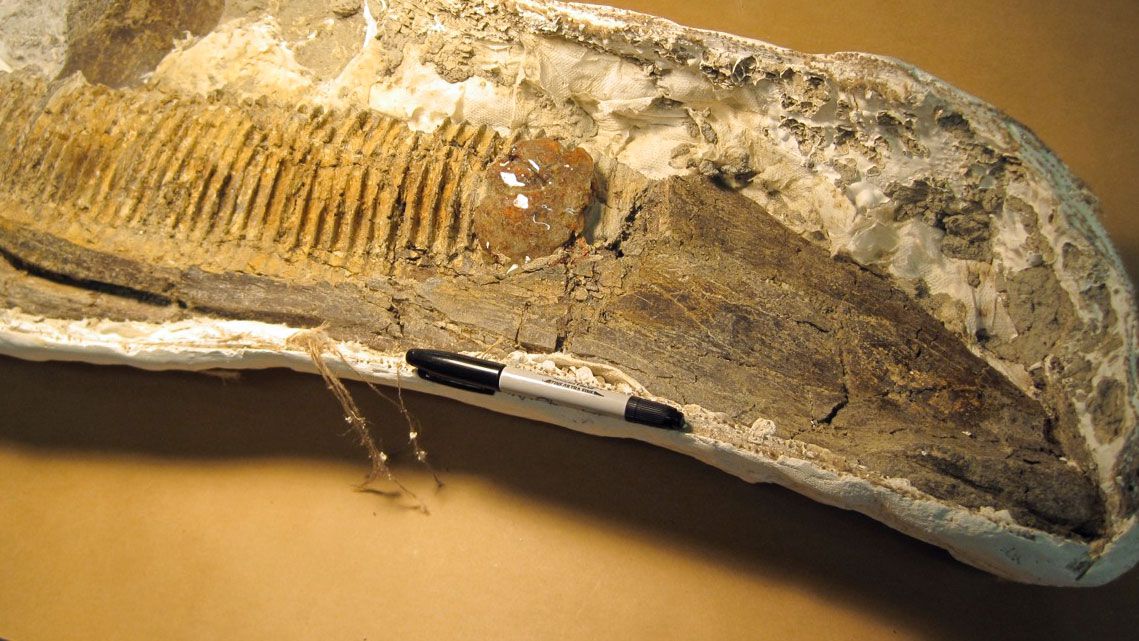 Kus jantaru se mšicemi paleontologové nalezli v čelisti dinosaura