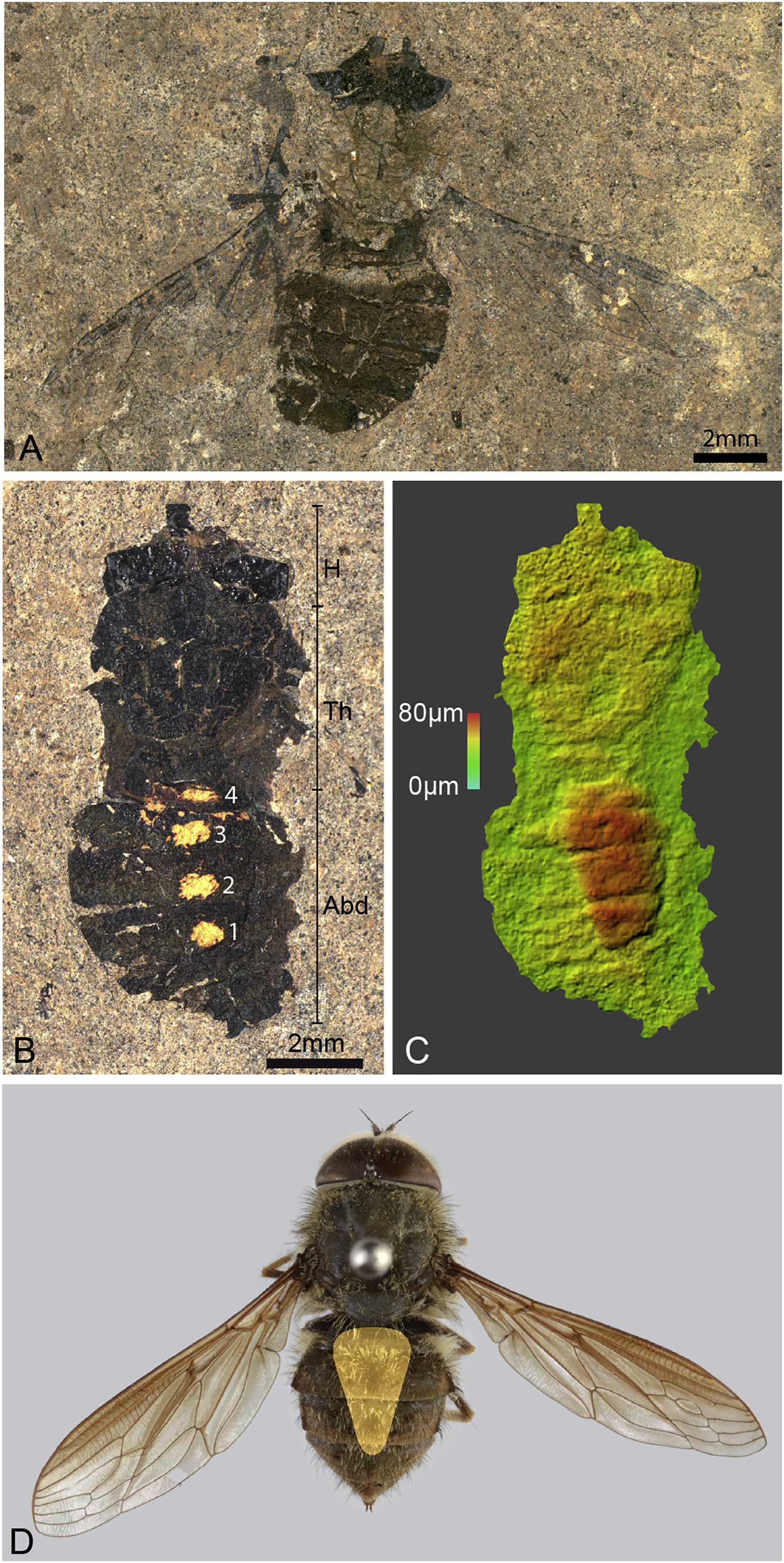 Messelská moucha, zajímavý paleontologický nález