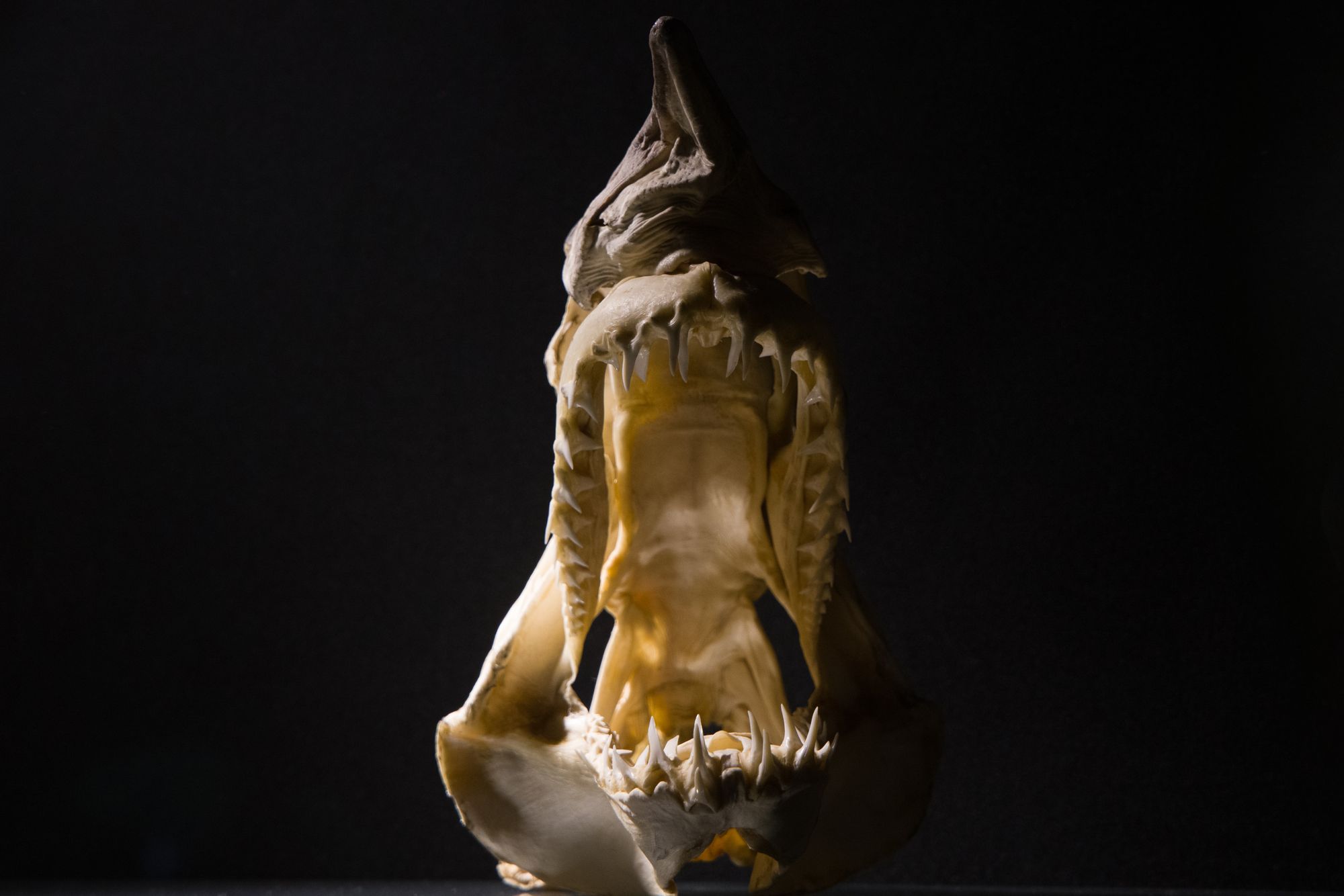 Morfologie žraločích zubů objasňuje evoluci žraloků napříč vymíráním na konci křídy