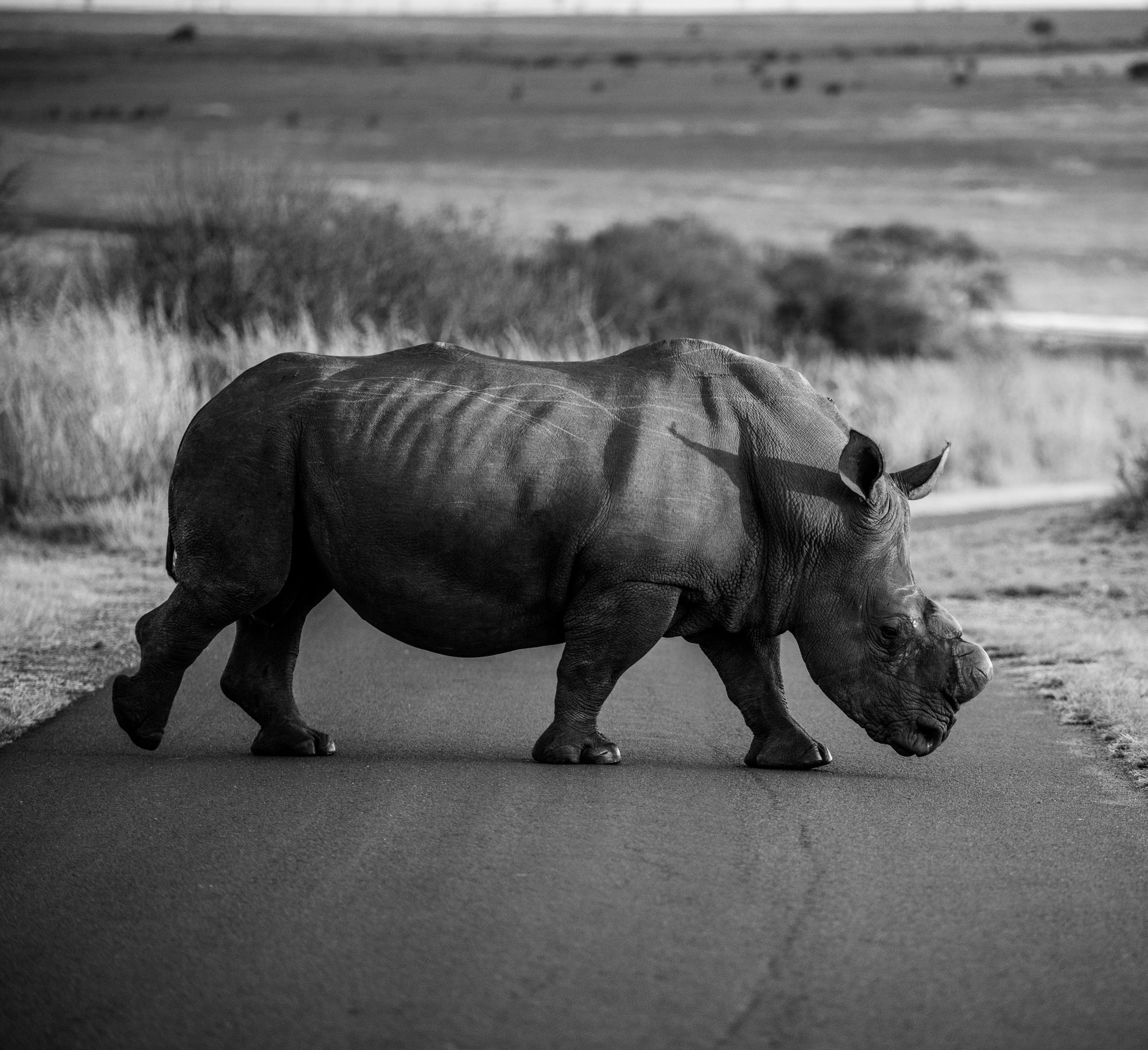 Na Zemi zbývají poslední dvě samice nosorožce bílého severního, vědci přicházejí s metodou, jak tento druh zachránit