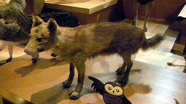 Nejbližším příbuzným domácího psa je vlk japonský, ukazuje DNA analýza