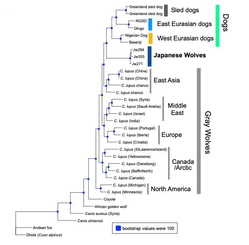 Nejbližším příbuzným domácího psa je vlk japonský, ukazuje DNA analýza