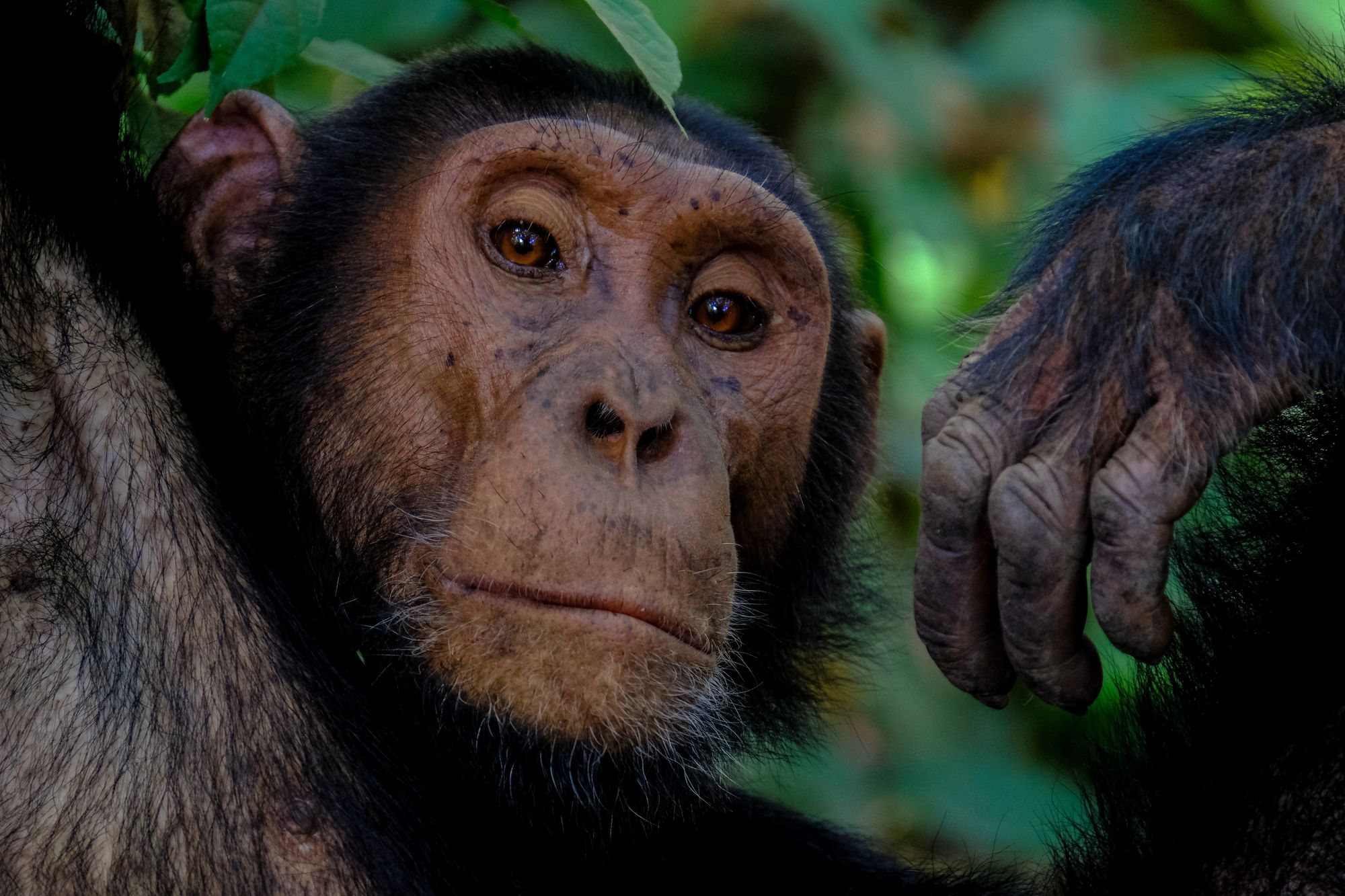 Předci primátů možná slezli ze stromů, aby přežili dopad asteroidu