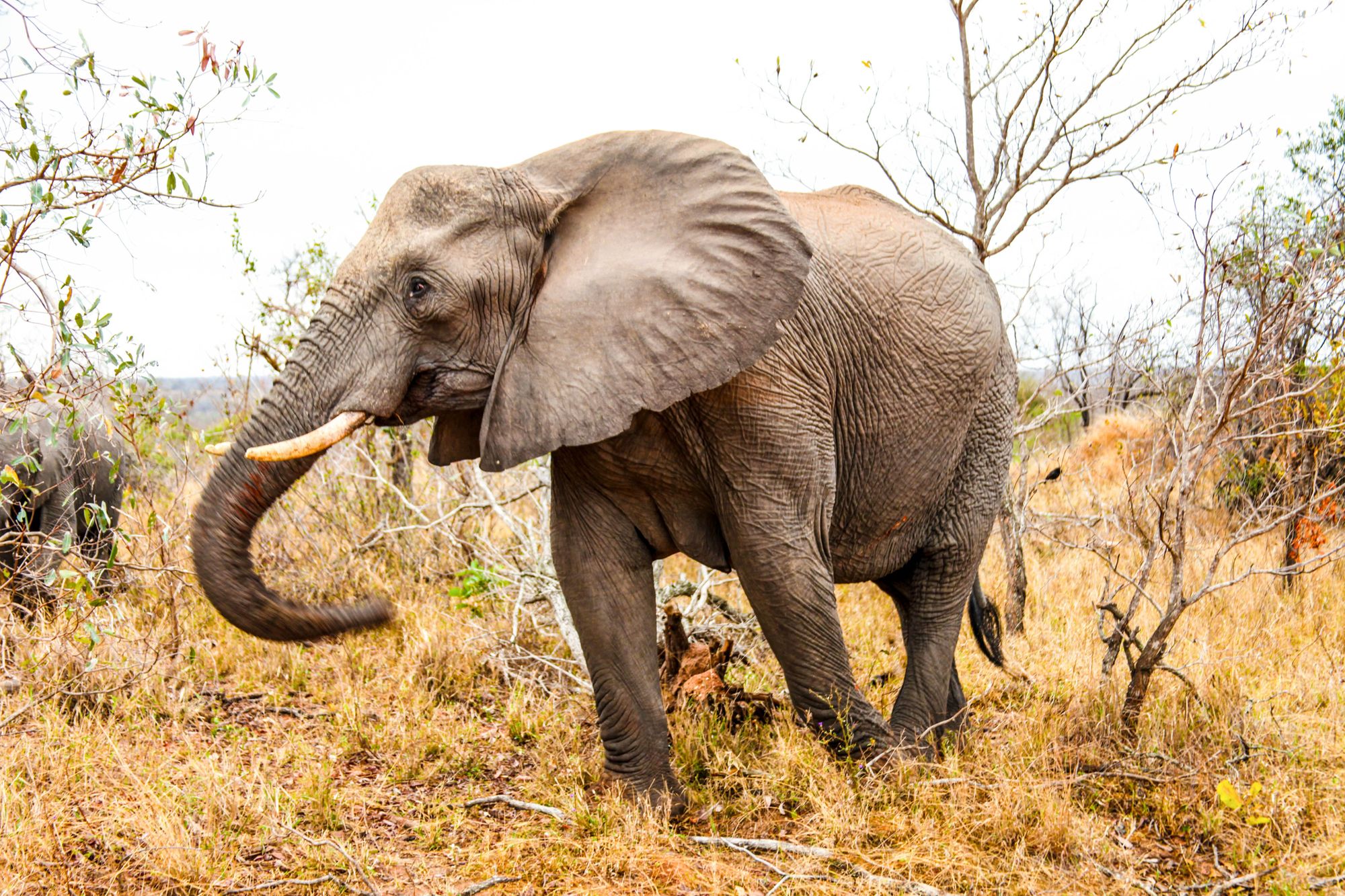 Samice slona afrického se rodí stále častěji bez klů, může za to řádění pytláků
