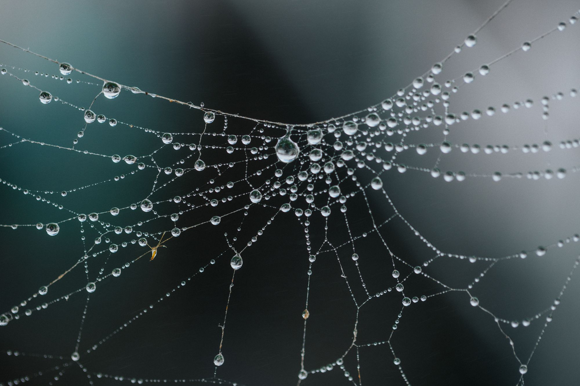 Vědci nalezli kus pavoučí sítě z dob dinosaurů