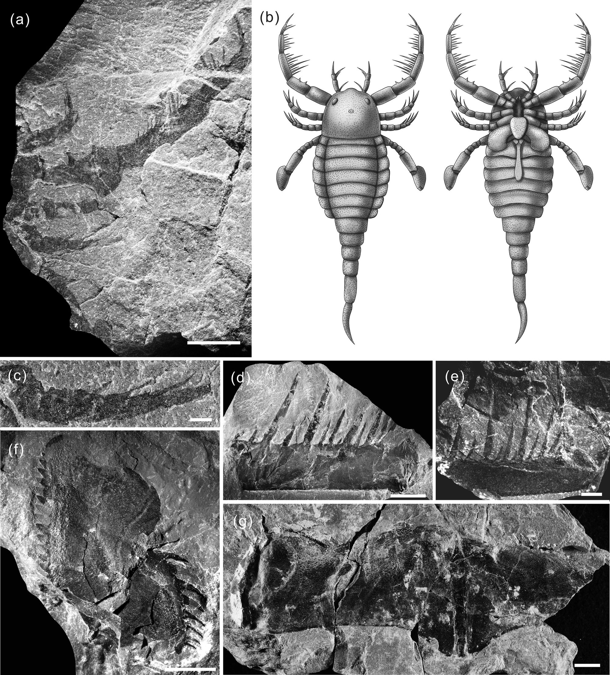 Vědci nalezli v Číně fosilii obřího eurypterida