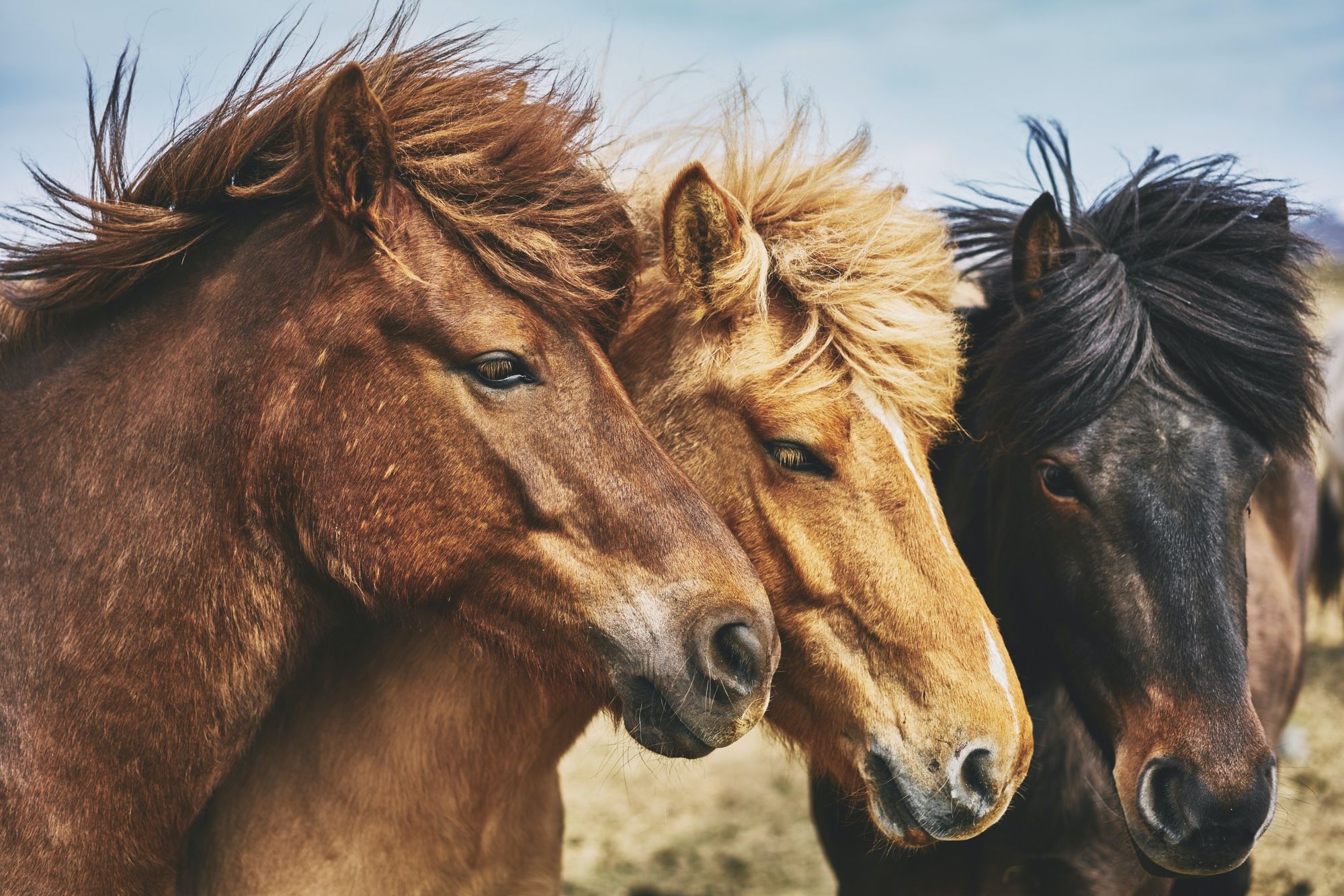 Vědci našli domovinu moderních domácích koní v jihozápadním Rusku