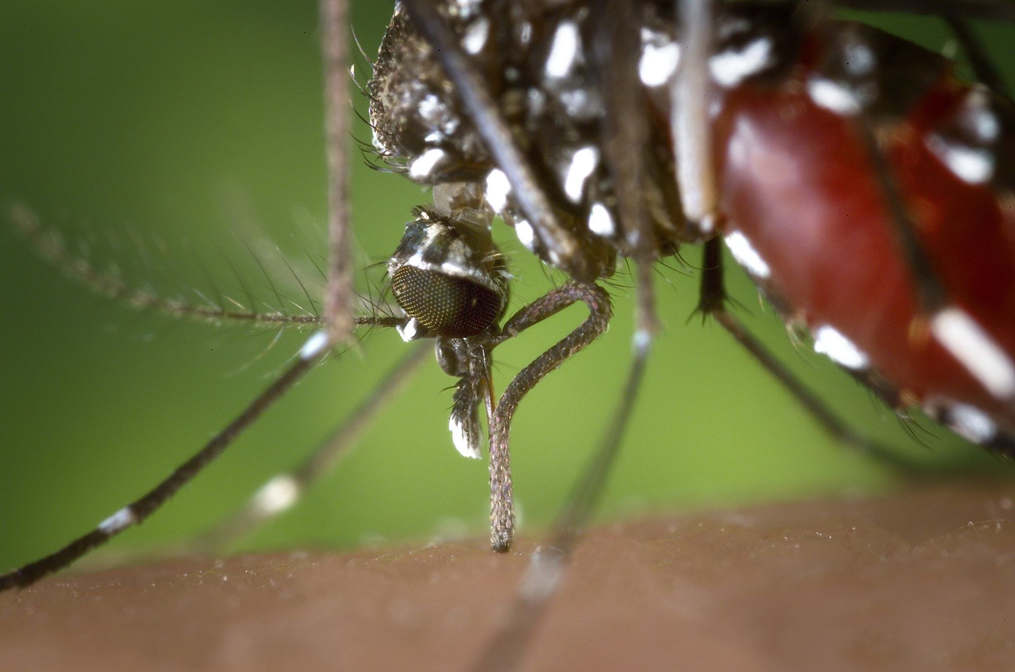 Vědci nejspíše konečně objevili lék na horečku Dengue