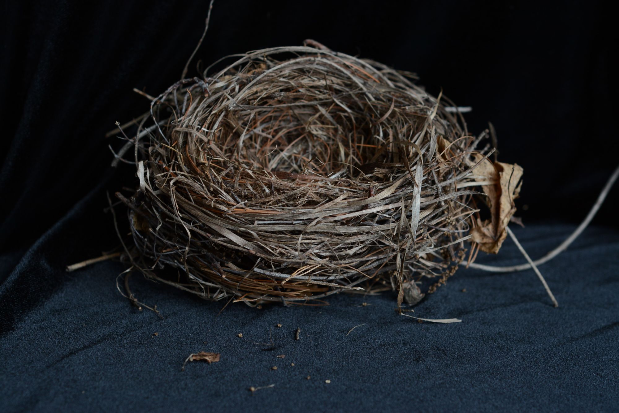 Hnízdo jako časová schránka? Vědci za pomoci analýzy DNA zkoumají botanické složení ptačích obydlí