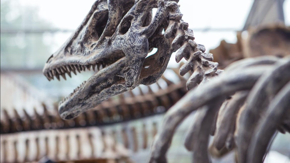 Nalezen možný nejstarší důkaz života dinosaurů ve stádech