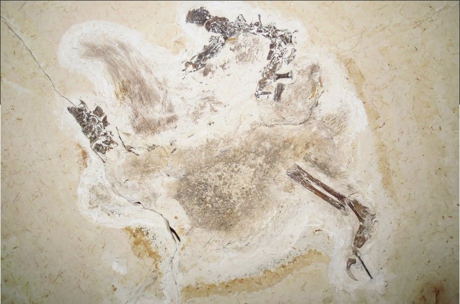 Německo-brazilský spor o odvezeného dinosaura