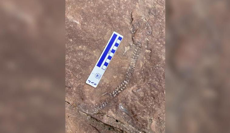 Paleontologové objevili dosud nejstaršího předchůdce plazů a savců
