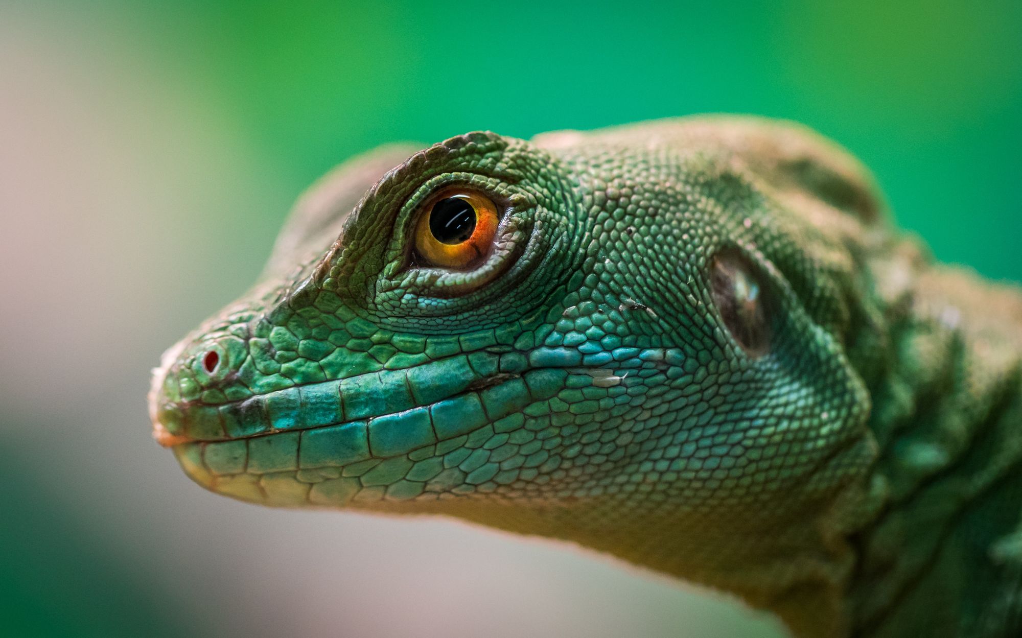 Paleontologové objevili dosud nejstaršího předchůdce plazů a savců
