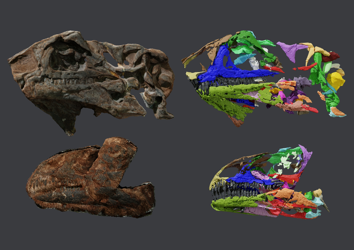 Paleontologové popsali prvního dinosaura z Grónska
