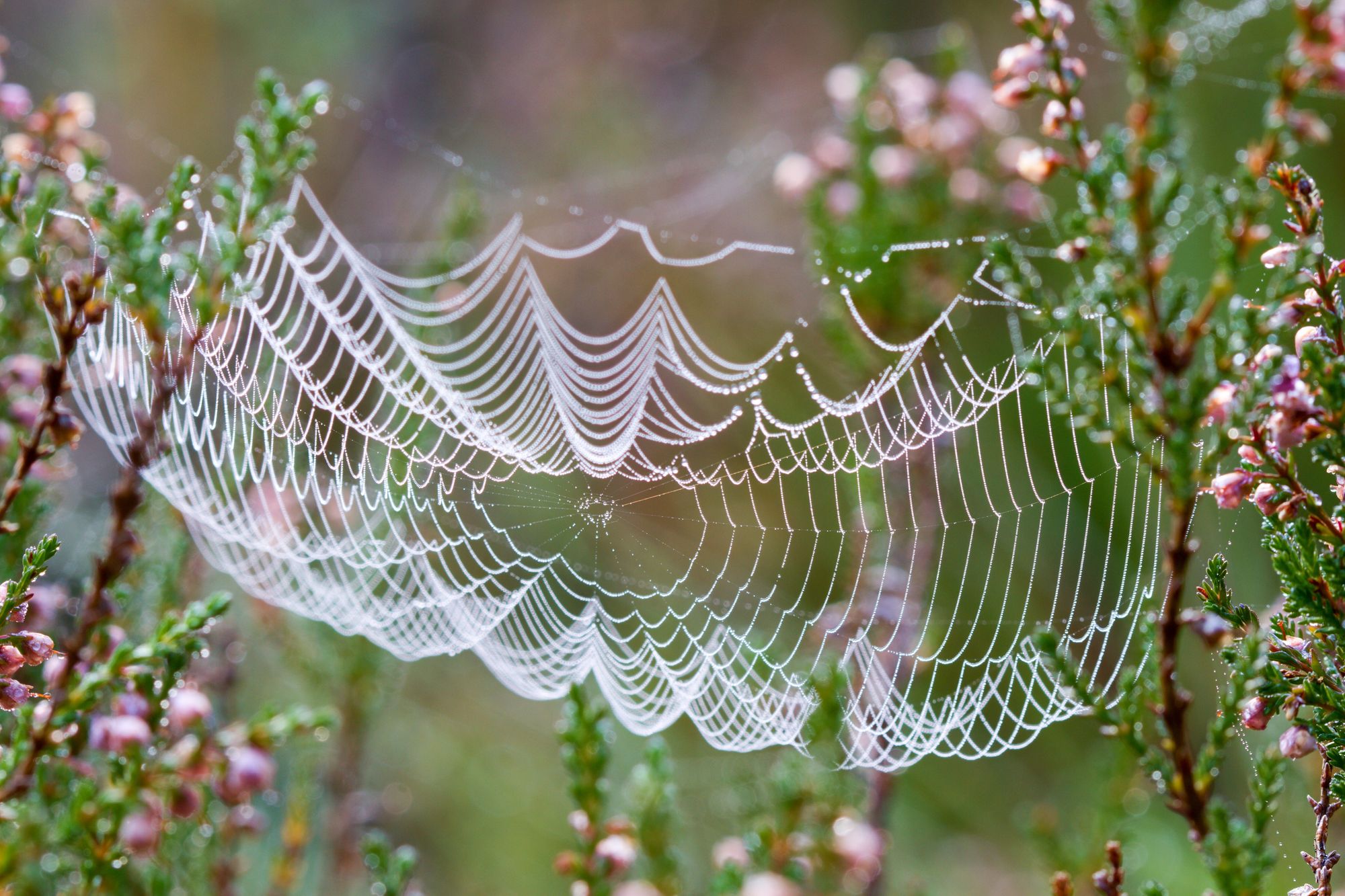 Tajemství pavoučích sítí odhaleno: stavba sítě krok po kroku