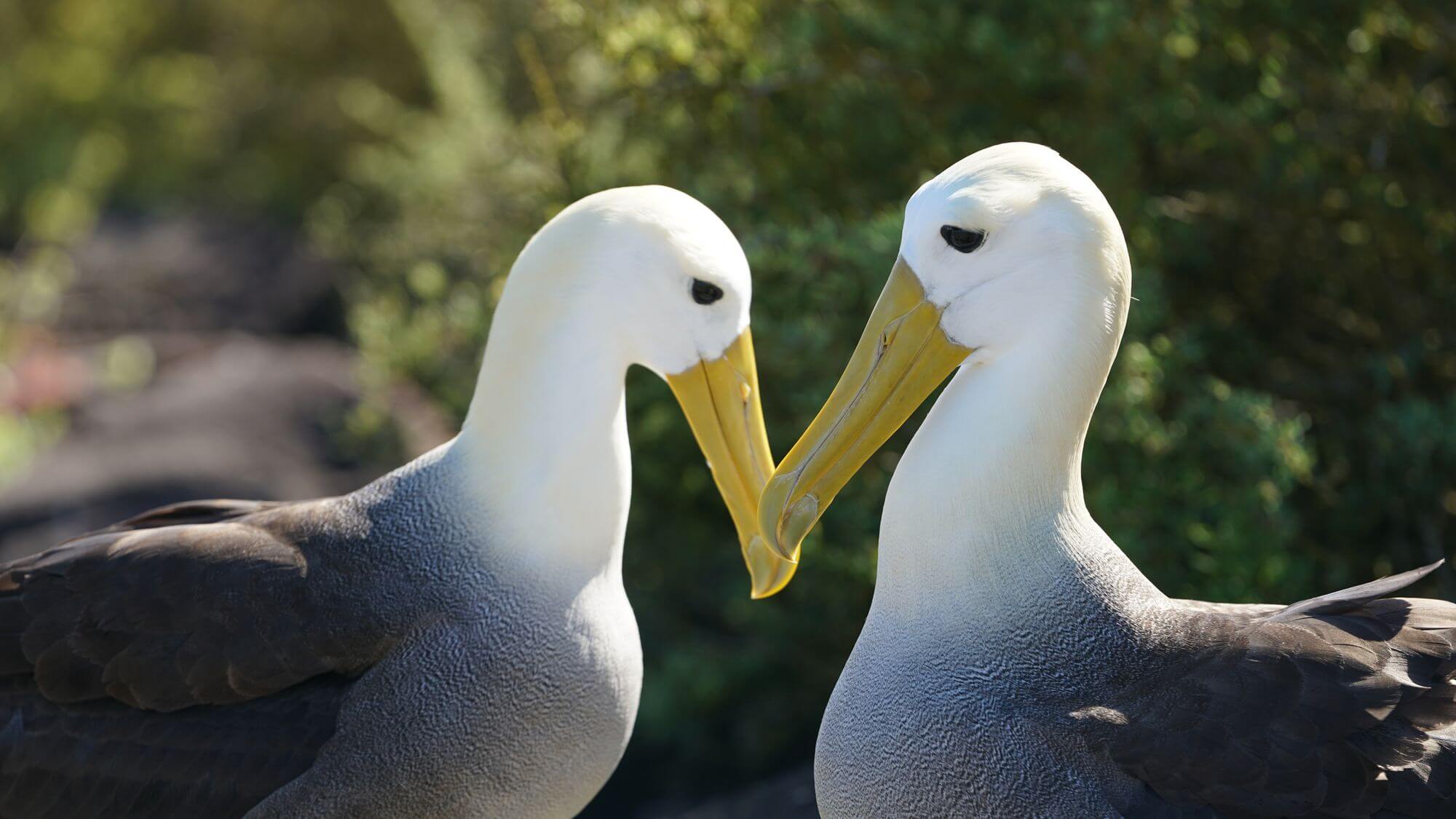 U albatrosů stoupá 