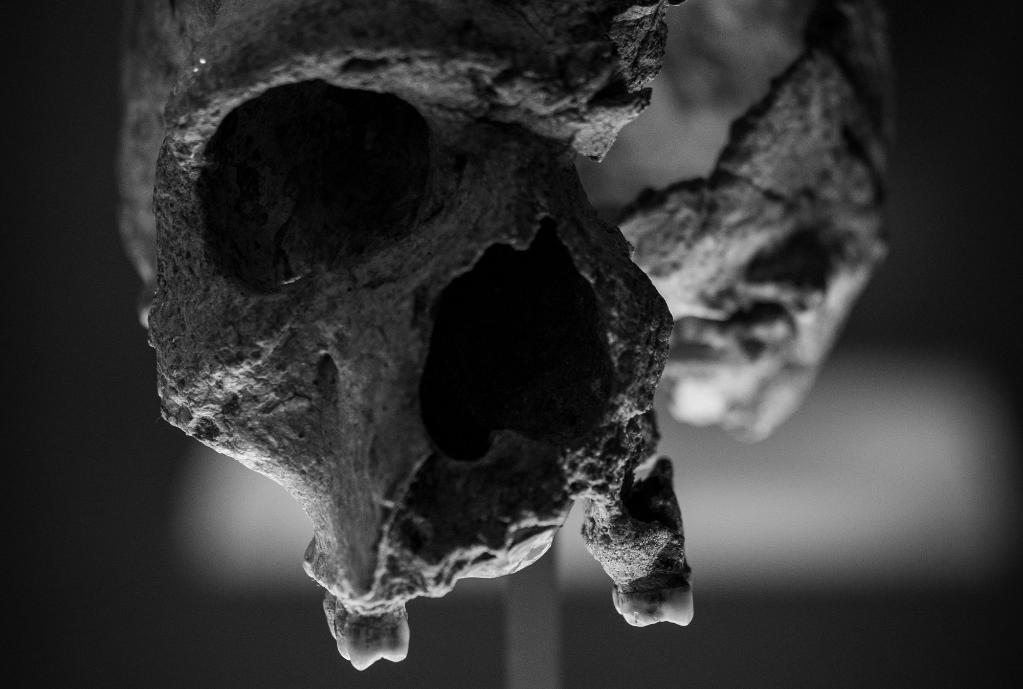 V Jihoafrické republice byla nalezena lebka dítěte záhadného hominida z doby kamenné