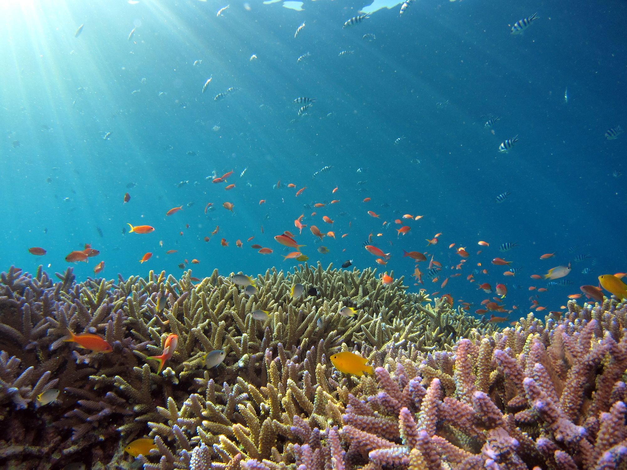 Vědci mají plán, jak zachránit korálové útesy – pomocí 3D tiskárny