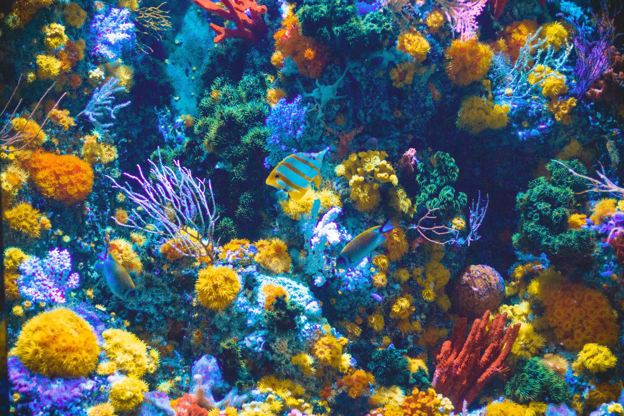 Vědci mají plán, jak zachránit korálové útesy – pomocí 3D tiskárny