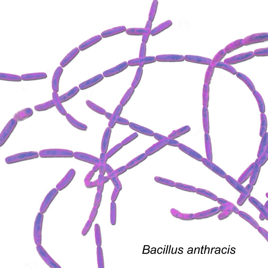 Bude v budoucnu možné utlumit bolest antraxem, toxinem bakterií Bacillus anthracis?