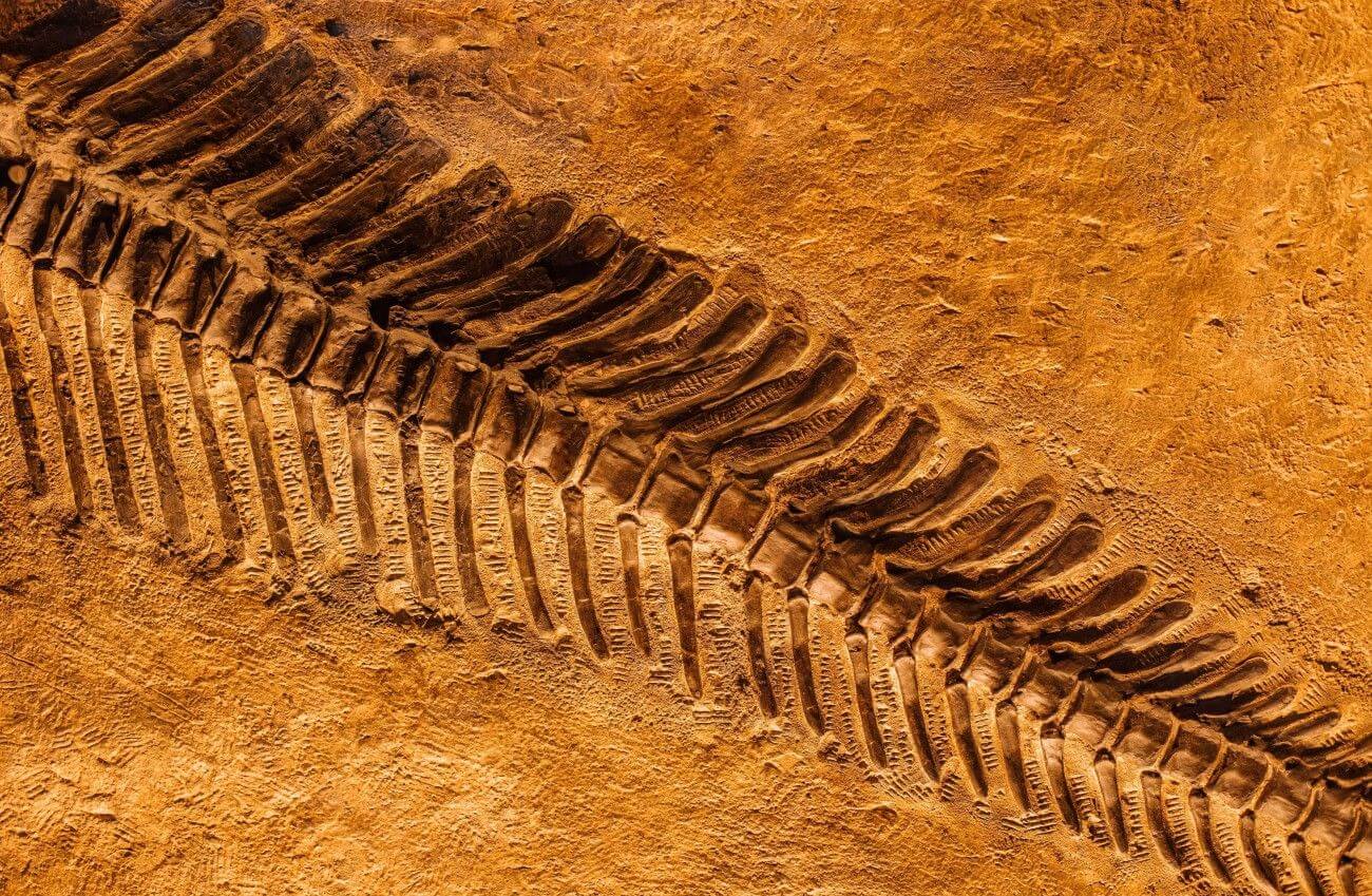Dinosauří bublina aneb proč je těžké popularizovat paleontologii