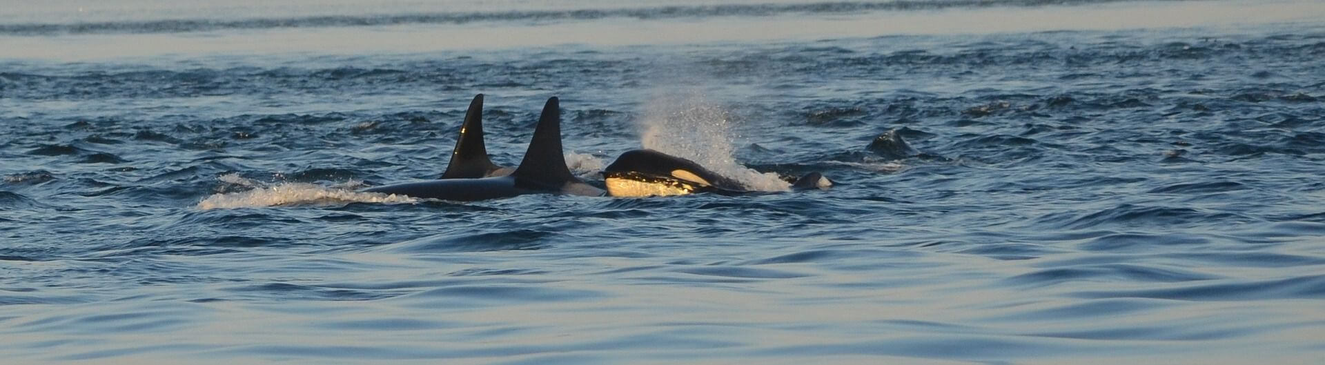 Kosatky tráví více času v nově roztátém Severním ledovém oceánu, mohou tím narušit ekologickou rovnováhu?