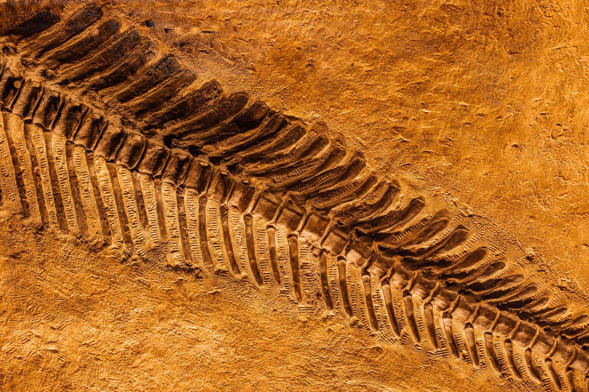 Nález obřího ichtyosaura dokazuje, že evoluce může být extrémně rychlá
