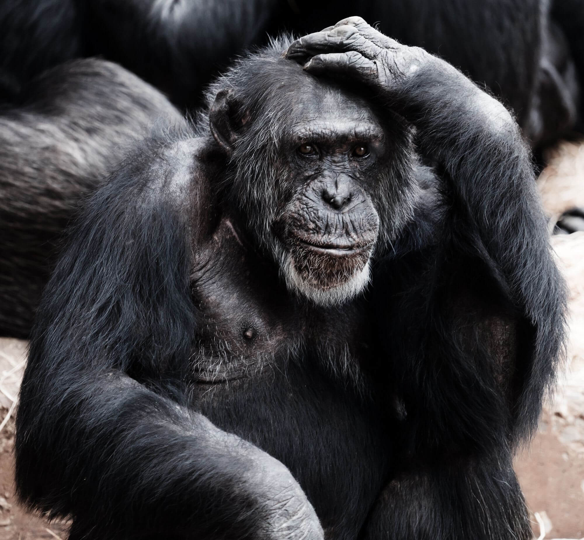 Šimpanzi – stejně jako lidé – vykazují známky nejistoty, stojí-li před obtížným rozhodnutím