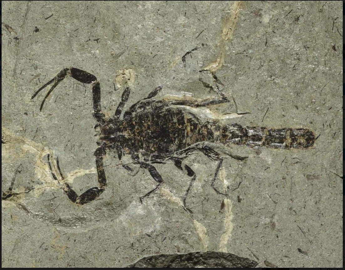 Vědci objevili fosilii dosud nejstaršího známého škorpiona