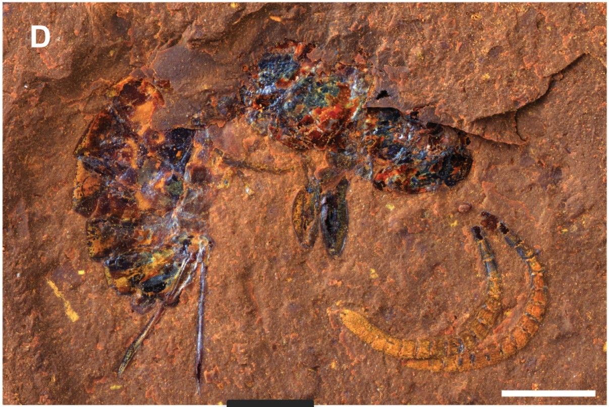 Australské Lagerstätte otevírá své tafonomické okno do miocénu