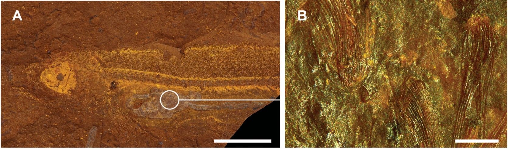 Australské Lagerstätte otevírá své tafonomické okno do miocénu