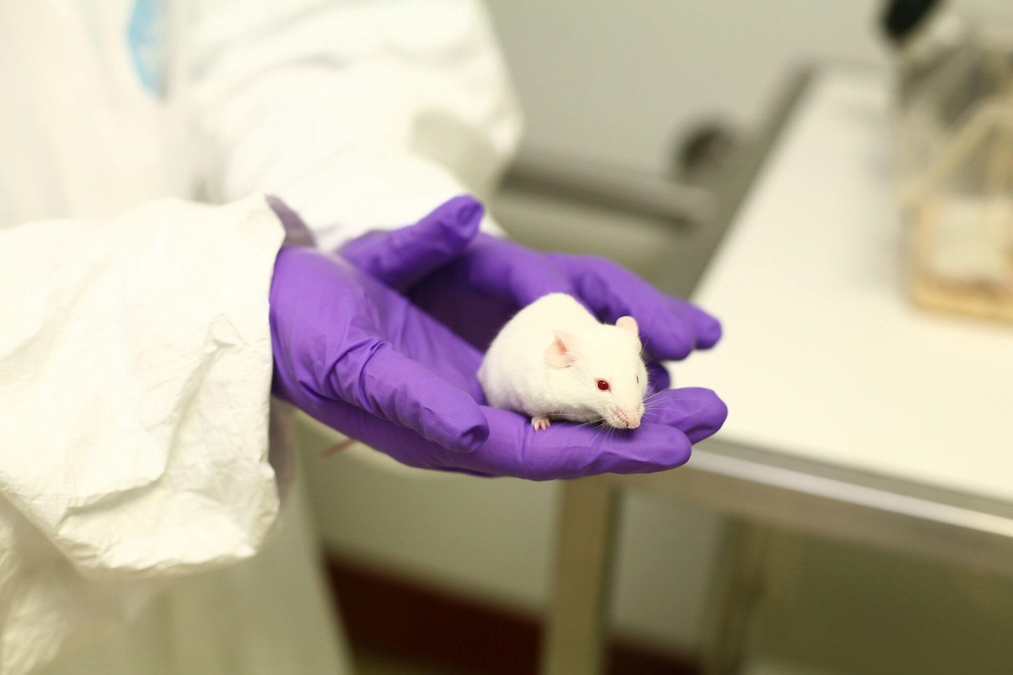 Čeští vědci pomohli vyvinout unikátní myší model pro studium střevního mikrobiomu