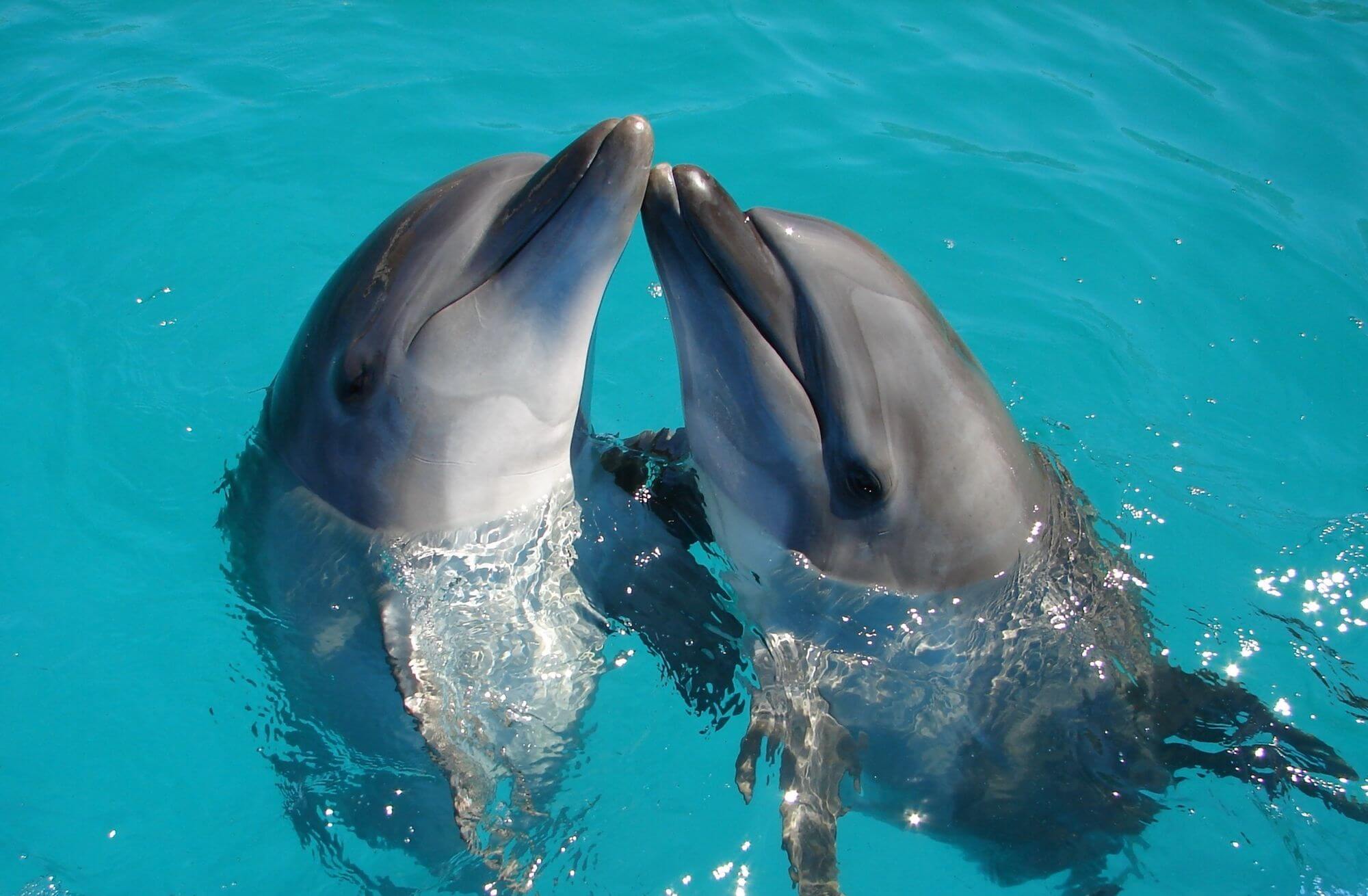 Delfíní samice mají klitoris podobný lidskému