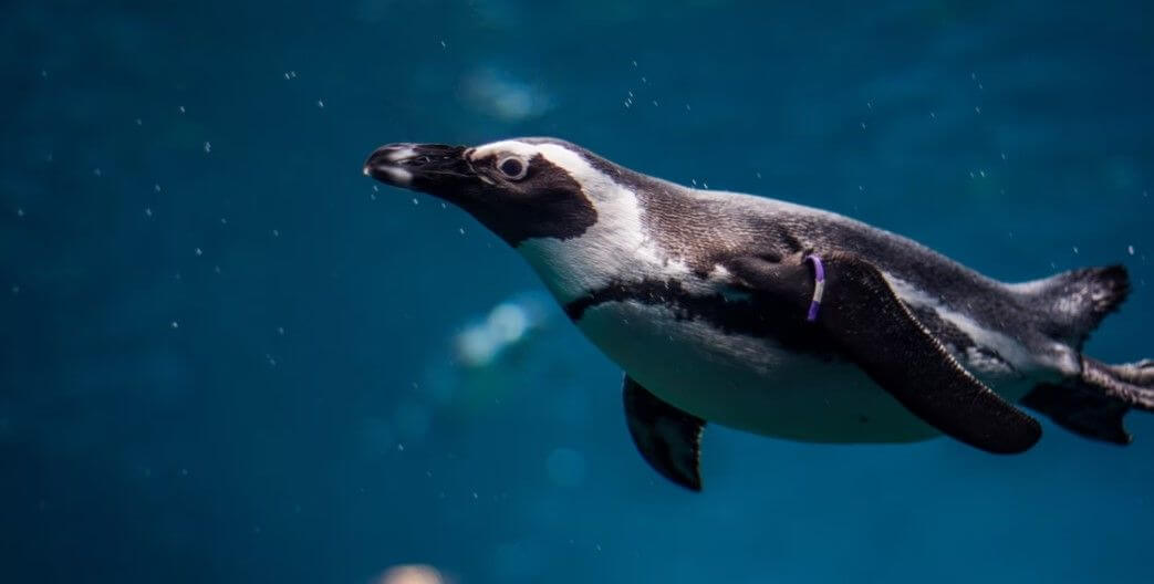 Koncentrace rtuti v mořích ovlivňuje tučňáka magellského