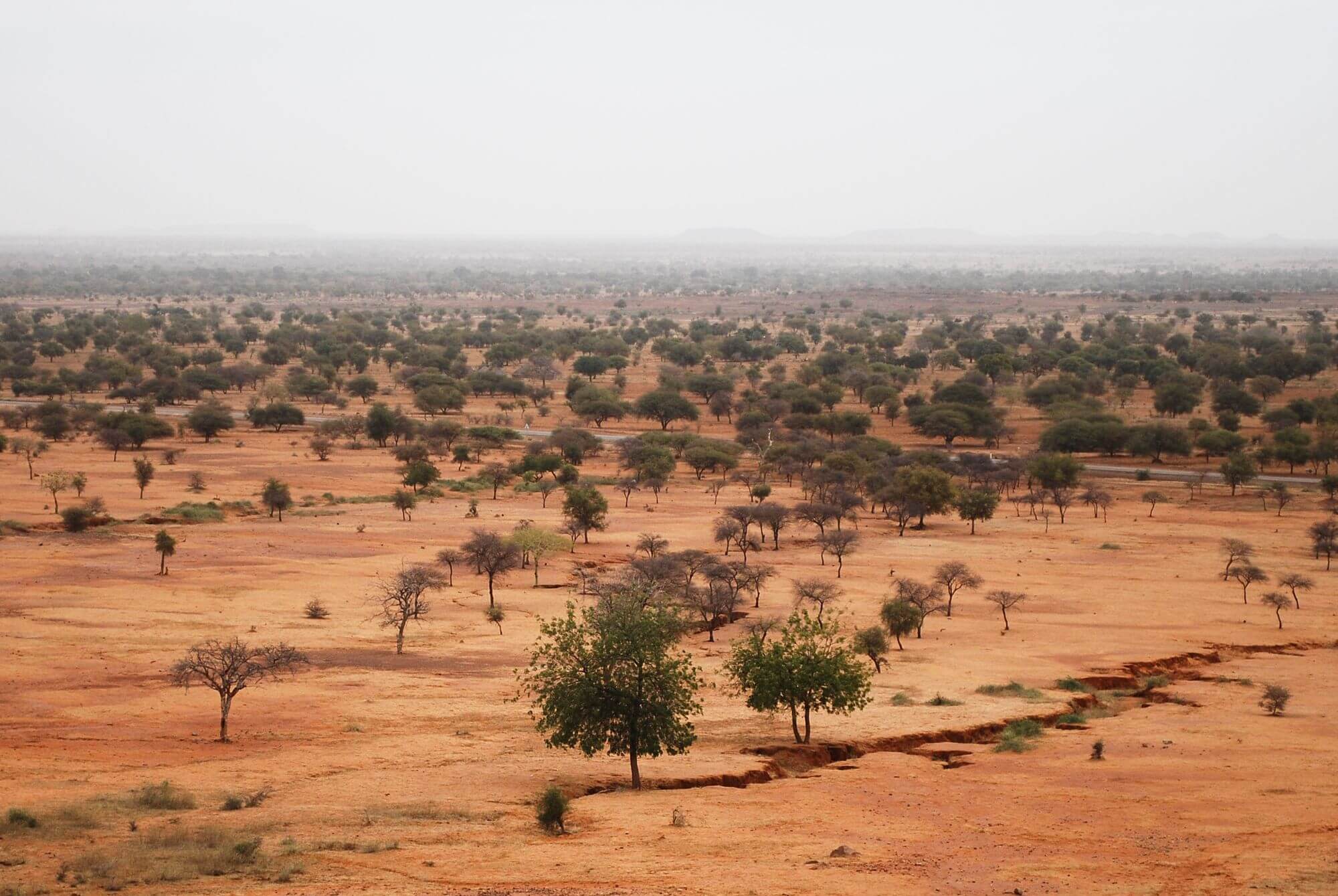 Rozsáhlá výsadba stromů v Sahelu by mohla mít dalekosáhlé klimatické dopady