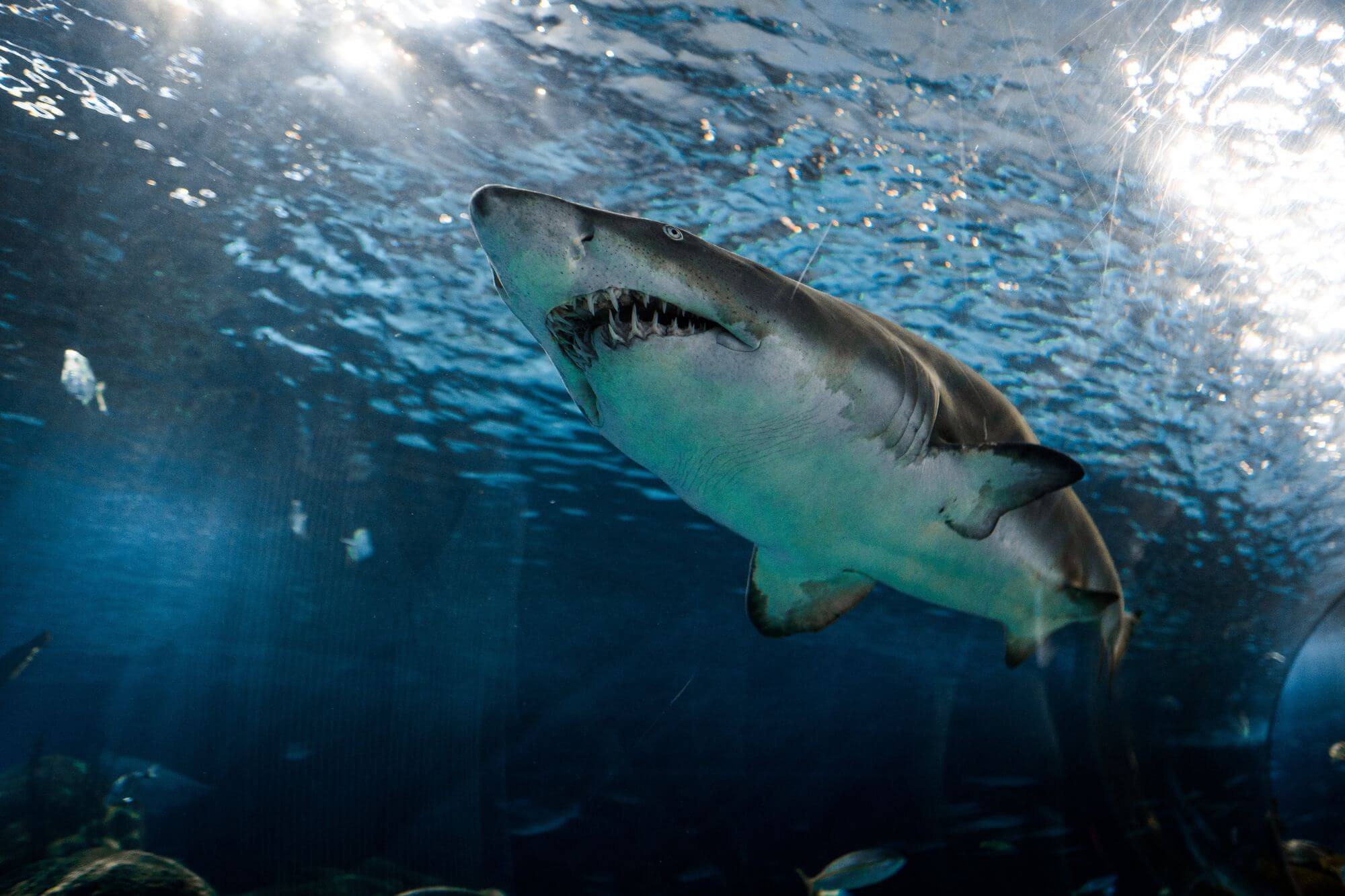 Žraločí protilátky brání vstupu koronavirů do hostitelské buňky