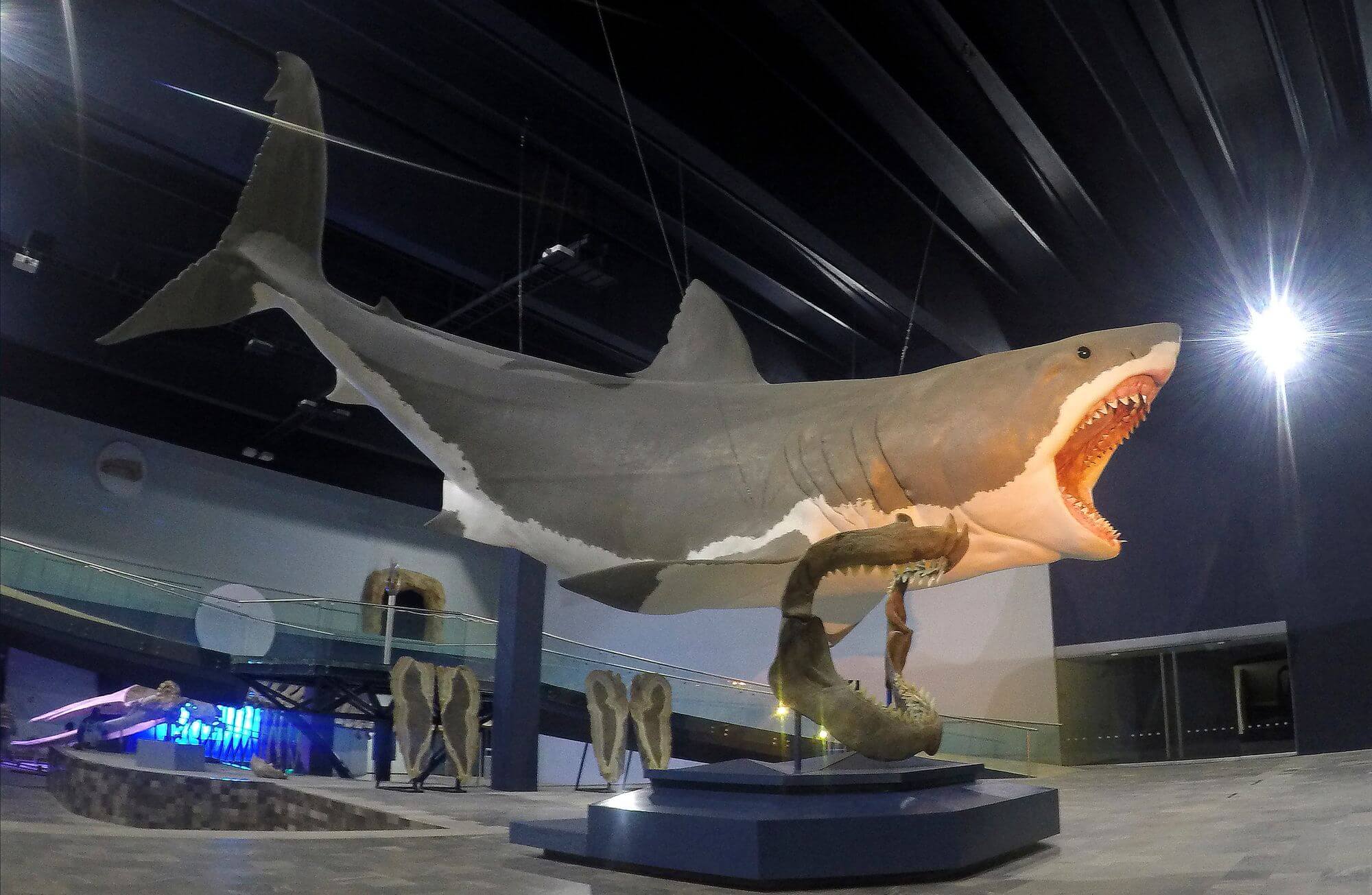 Megalodoni mohou vypadat zcela jinak, než jsme si mysleli