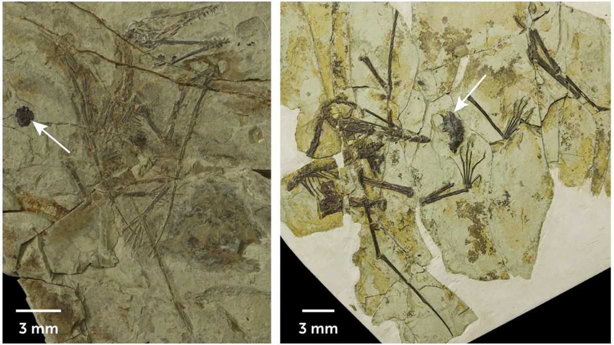 Paleontologové objevili první pterosauří vývržky